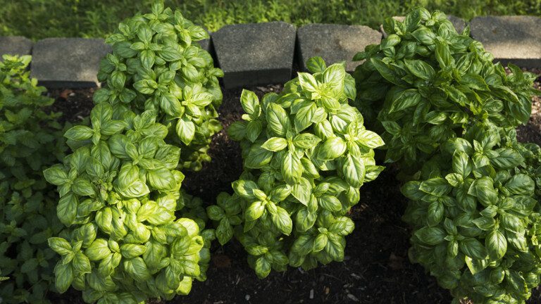 Mon basilic a explosé de taille en 7 jours grâce à ces deux ingrédients (révélation)