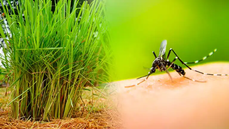 Moustiques : Protégez-vous grâce à cette plante utilisée par tous les jardiniers experts