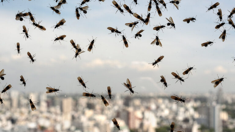 Invasion de fourmis volantes : cette méthode est infaillible pour les chasser de chez vous