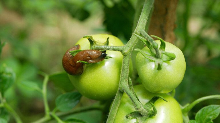 Dites adieu aux limaces : un geste simple avant de planter pour un jardin serein (astuce infaillible)