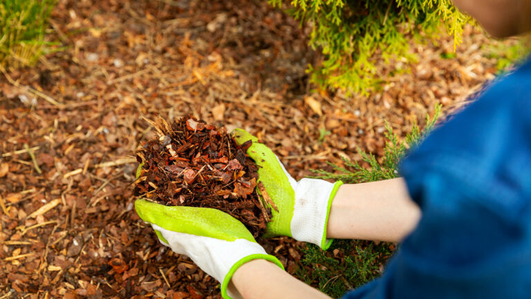 Paillage : le secret bien gardé des jardiniers pour un jardin parfait