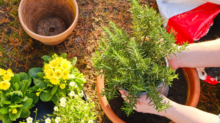 Une plante aromatique qui transforme vos bordures tout en disant adieu aux moustiques et fourmis !