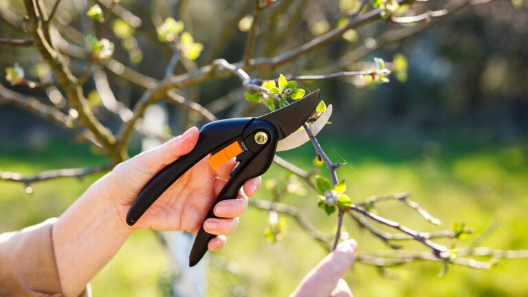 Récolte abondante assurée : taillez ces 2 fruits maintenant ou jamais (alerte jardinage)