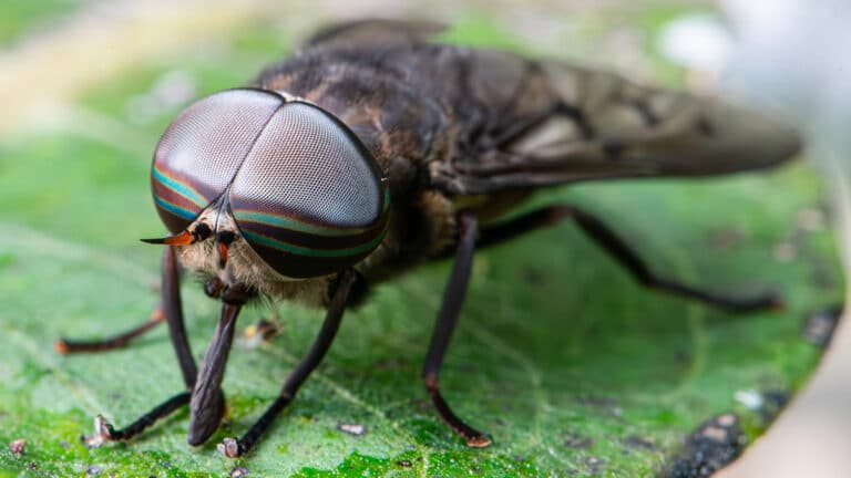 Taons dans le jardin : découvrez ce qui les attire et les meilleures méthodes pour les repousser efficacement