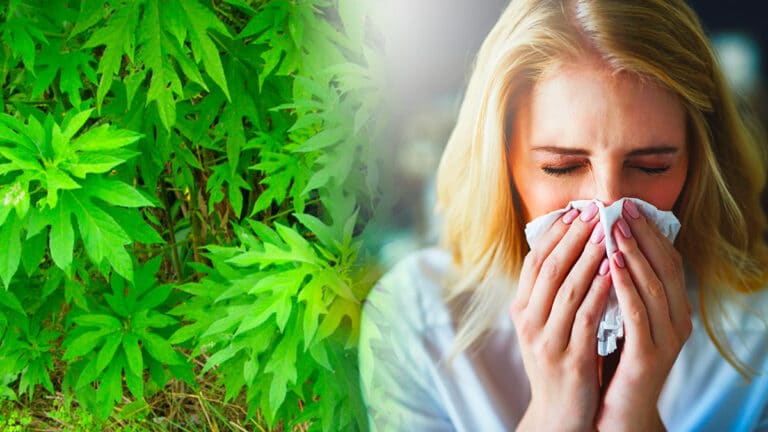 Aggravation des allergies en vue ? L’ambroisie trifide sème la terreur (et les autorités s’alarment)