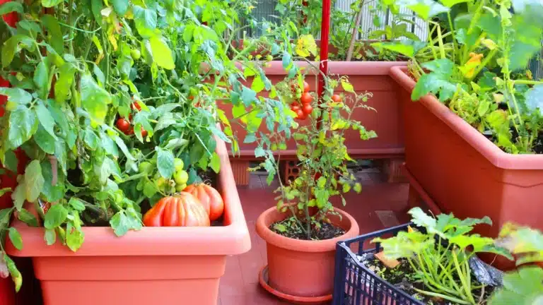 Découvrez comment transformer votre balcon en un véritable potager urbain