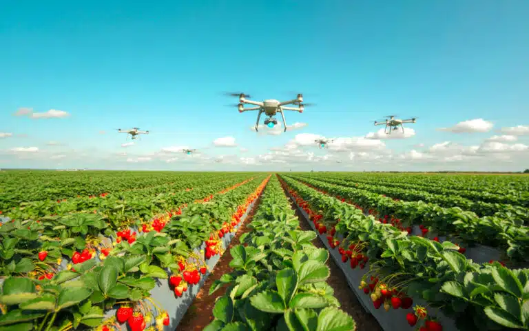 La Chine étend sa domination sur le marché mondial des fraises : 200 000 hectares pour une suprématie incontestée