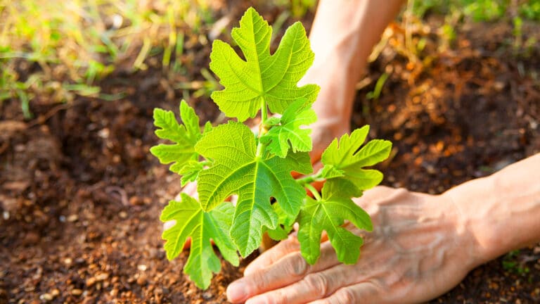 Ce petit arbre pousse partout sans entretien donne des fruits délicieux très rapidement
