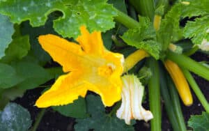Fleurs mâles ou femelles ? vous ne vous tromperez plus jamais sur les fleurs de courgettes