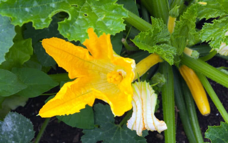 Fleurs mâles ou femelles ? vous ne vous tromperez plus jamais sur les fleurs de courgettes