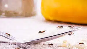 Voici l’astuce de grand-mère qui fait fuir toutes les fourmis en moins d’une heure