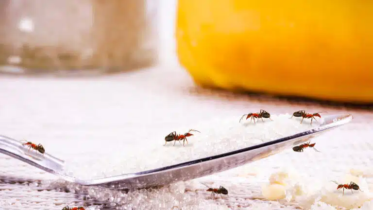 Voici l’astuce de grand-mère qui fait fuir toutes les fourmis en moins d’une heure