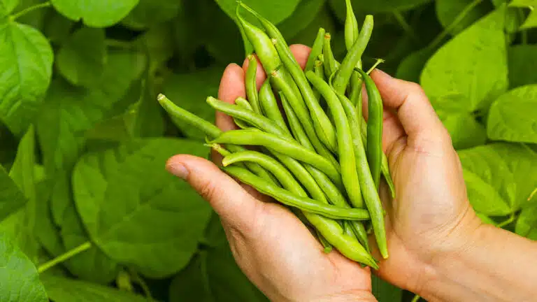 Ce simple geste début Juillet peut prolonger la récolte de vos haricots verts jusqu’à la fin de l’été