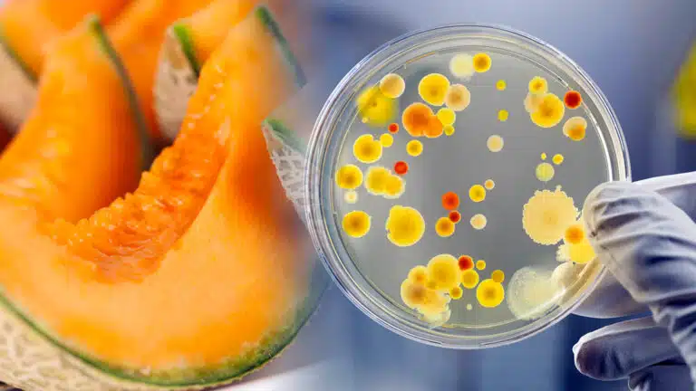 Cette erreur de conservation du melon multiplie les risques d’infection chaque été
