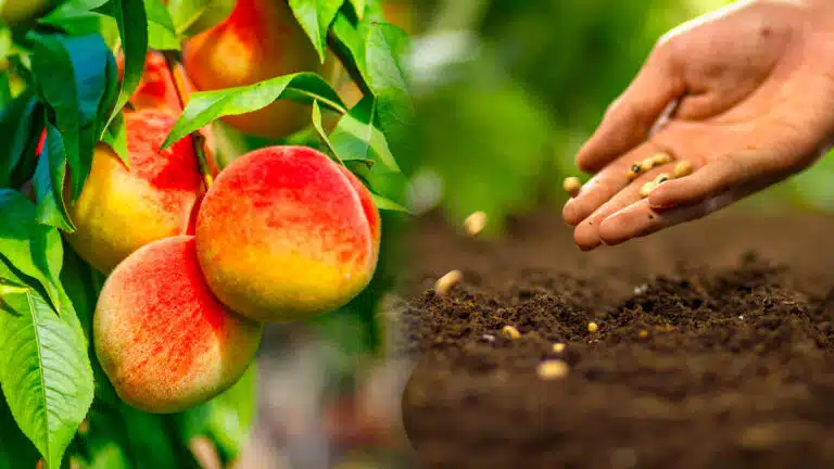 Multipliez vos arbres fruitiers à l’infini avec cette astuce écolo et gratuite que tout le monde devrait faire chez-soi