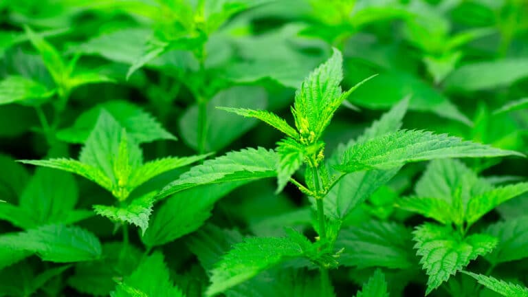 Jardinage : cette plante sauvage fait mieux qu’un engrais chimique et revitalise vos sols pauvres