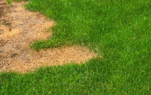Pelouse brulée par l’été ? Voici le geste à faire pour réparer votre gazon avant qu’il ne soit trop tard