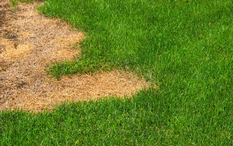 Pelouse brulée par l’été ? Voici le geste à faire pour réparer votre gazon avant qu’il ne soit trop tard