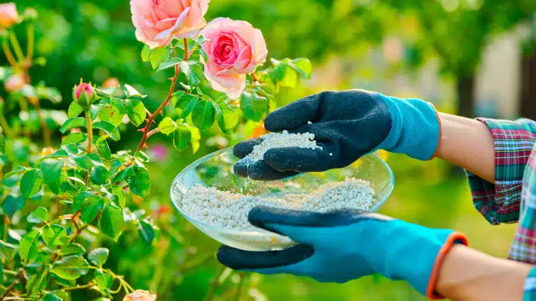 Rosiers : si vous avez des trous sur les feuilles c’est surement des otiorhynques – découvrez ce qu’il faut faire sans tarder