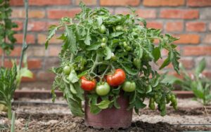 Tomates en juillet 2024 : cette simple erreur pourrait ruiner votre récolte entière