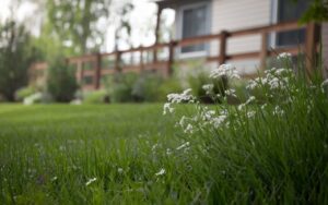 Comment éviter que votre gazon ne jaunisse cet été : les astuces essentielles pour une pelouse résiliente