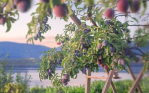Prunes : comment avoir une récolte abondante et juteuse malgrès la sécheresse actuelle ?