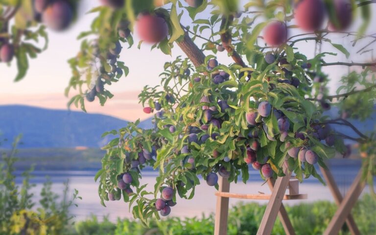 Prunes : comment avoir une récolte abondante et juteuse malgrès la sécheresse actuelle ?