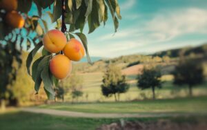 Comment cueillir vos abricots à la perfection : un guide pour maximiser la saveur et la fraîcheur