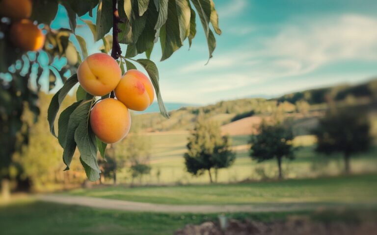 Comment cueillir vos abricots à la perfection : un guide pour maximiser la saveur et la fraîcheur