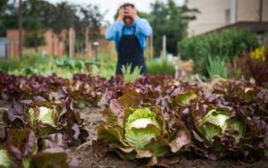 Comment prévenir la montée en graines prématurée de vos salades : conseils essentiels pour un potager prospère