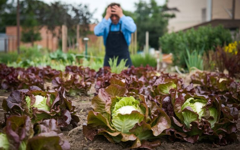 Comment prévenir la montée en graines prématurée de vos salades : conseils essentiels pour un potager prospère