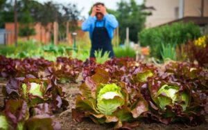 « J’avais lu ça sur internet » : ce jardinier regrette ce désherbant naturel qui a tué ses salades