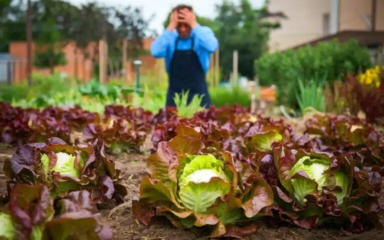 « J’avais lu ça sur internet » : ce jardinier regrette ce désherbant naturel qui a tué ses salades