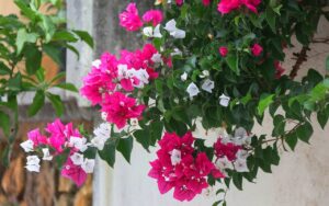 Bougainvillier qui ne fleurit pas : voici les erreurs courantes à ne plus commettre