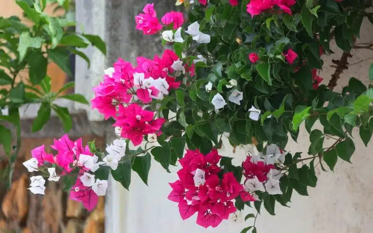 Bougainvillier qui ne fleurit pas : voici les erreurs courantes à ne plus commettre