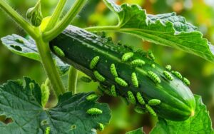 Courgettes attaquées par des parasites : identifiez les et agissez sans attendre pour sauver votre récolte