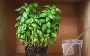 Votre basilic va finir par être en détresse si vous ne suivez pas ces 9 conseils essentiels pour son arrosage