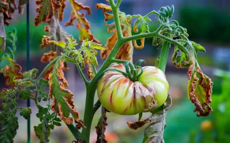Cette technique oubliée de lutte contre le mildiou revient au gout du jour : un retour aux sources écologique