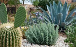 Comment votre jardin peut-il prospérer malgré la sécheresse : trois plantes incontournables pour un espace vibrant