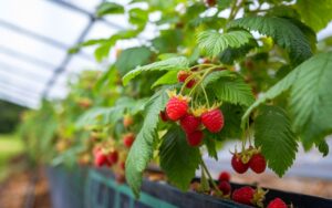 Cette technique permet de tripler (voir plus) votre récolte de framboises cet été