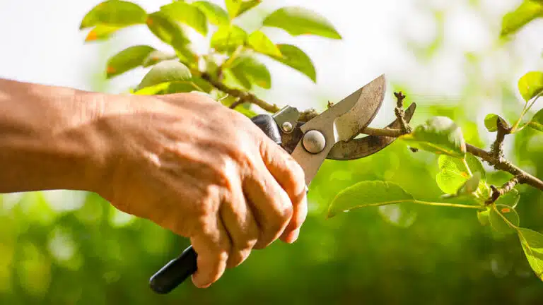 La taille en vert : ce geste à faire en juillet qui assure une récolte abondante de vos fruitiers