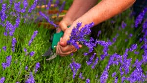 80% des jardiniers coupent leur lavande au mauvais moment, voici le moment idéal pour une floraison parfaite