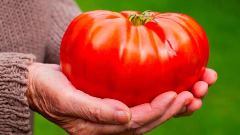 « Des tomates de 800g, c’est possible ! » : la méthode virale qui cartonne chez les jardiniers amateurs
