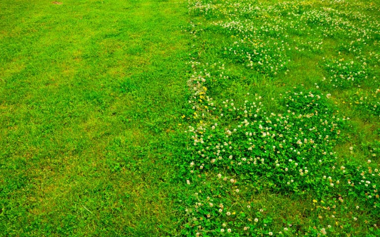 Pourquoi mon gazon est-il envahi de trèfles et comment y remédier naturellement ?