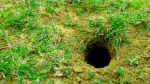 Un trou suspect dans votre jardin peut-être un signe qu’un serpent s’y cache (voici comment réagir)