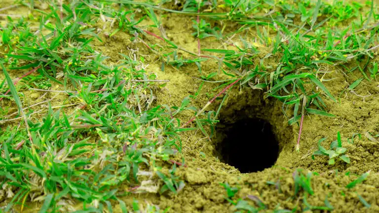 Un trou suspect dans votre jardin peut-être un signe qu’un serpent s’y cache (voici comment réagir)